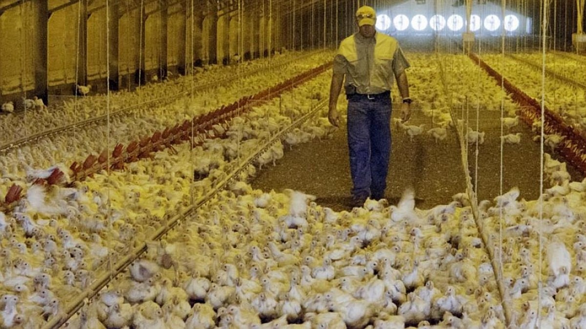 ventiladores para aviários